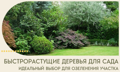 Быстрорастущие деревья для сада идеальный выбор в Карасуке