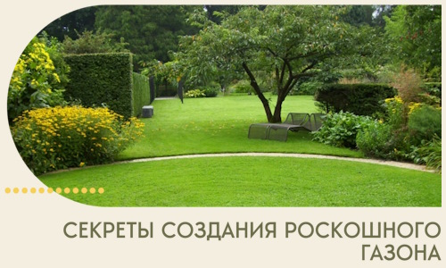 Секреты создания роскошного газона в Карасуке